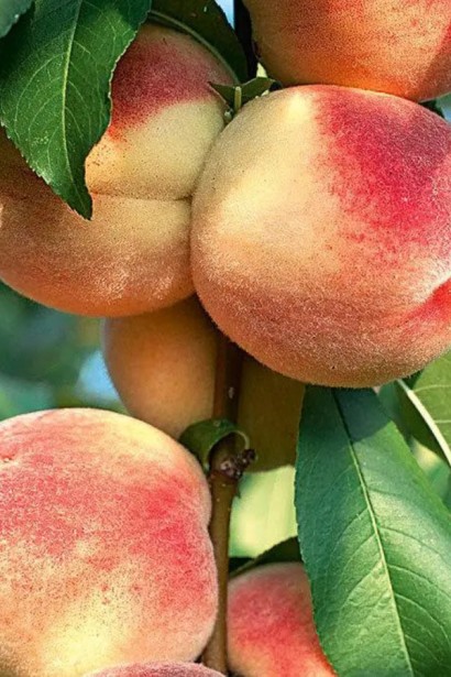 Персик колоновидний Ювілейний (ранній) | Персик колоновидный Юбилейный (ранний) | Prunus persica columnar Jubilee